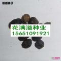 印度紫檀