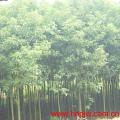 中华杜英