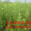 落叶杉