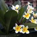 鸡蛋花