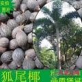 狐尾椰子