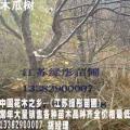 木瓜