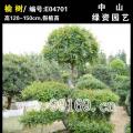 榆树