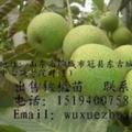 核桃
