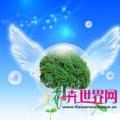 桉树