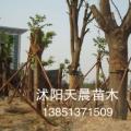 榉树