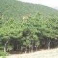 油松/北方油松种植基地/山货油松/1-5