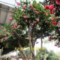 茶花