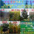 白花树樟子松，油松,黑松，云杉,五角枫, 蒙古栎,大小叶椴树,白桦