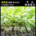 茉莉花