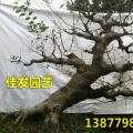 朴树