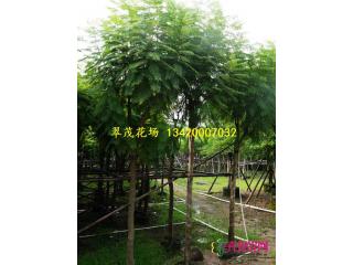 蓝花楹