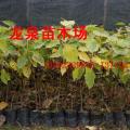 菩提榕