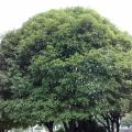 山桂花