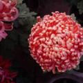 菊