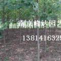 马褂木苗木基地