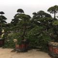 罗汉松