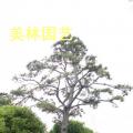 黑松