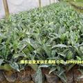 非洲茉莉
