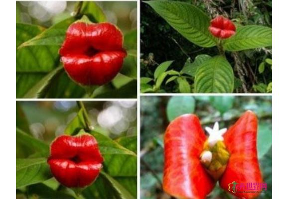 香蕉艾滋病全球蔓延 揭秘全球奇形怪状的“变态”植物