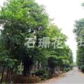 小叶榕