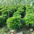 非洲茉莉