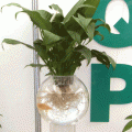 水培花盆水培花卉玻璃花瓶  水培玻璃花盆 玻璃鱼缸 水培花瓶 水族器材 营养液 消毒液