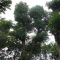 香樟树