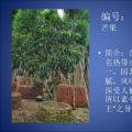 芒果