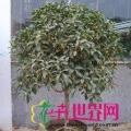 桂花
