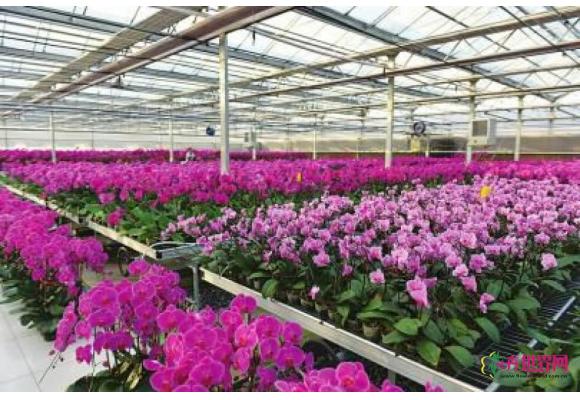 济南45个赏花采摘节 一年“吸金”12亿