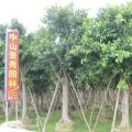 高山榕