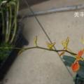 火焰兰