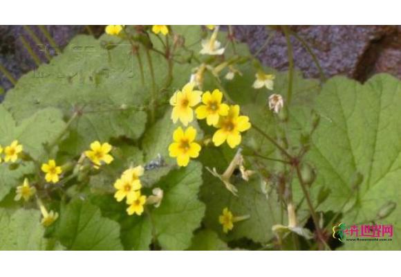 綦江发现的新物种“天竺葵叶报春” 获国际学术界认可