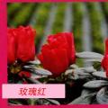 比利时杜鹃