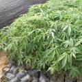 美丽异木棉