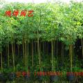 大腹木棉