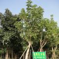 吊瓜树