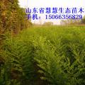 供应国槐小苗