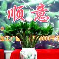 荷花竹