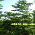 细叶榄仁
