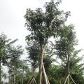 仪花