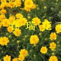 金鸡菊