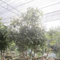 金花茶