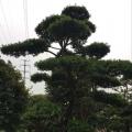 日本罗汉松