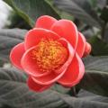 四季海棠茶花