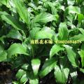 白掌 白鹤芋