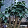 茶花