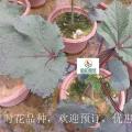 秋葵