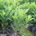 非洲茉莉